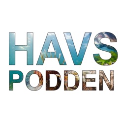 #1 Havspodden, gravida hanar och faunaväkteri