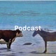 Spanish Podcast