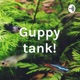 Guppy tank!
