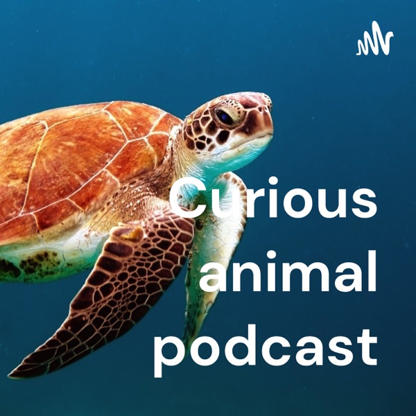 Curious animal podcast Artwork