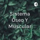 Sistema óseo y muscular