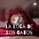 Los gatos y su relación con los egipcios