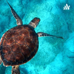 Green Sea Turtles