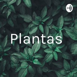 Plantas 