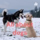 All about dogs