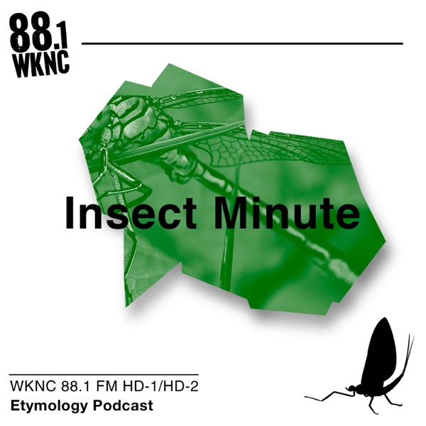Insect Minute Artwork