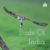 Birds of India artwork
