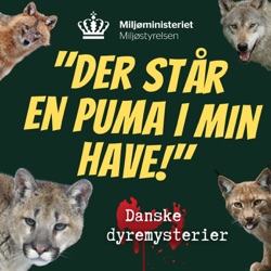 Der står en puma i min have