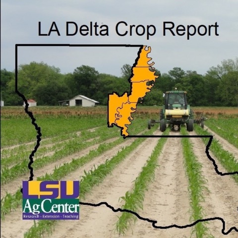Louisiana Delta Crop Podcast