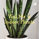 You, Me and Indoor plants