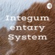 Integumentary System (Trailer)