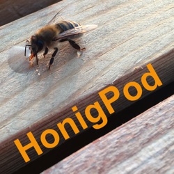 HonigPod März 2021 - Erweiterung, Salweidenblüte, Drohnenrahmen