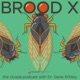Brood X: The Cicada Podcast