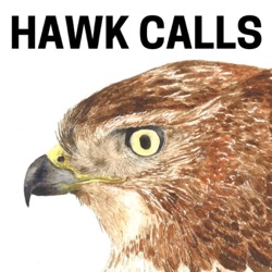 Hawk Calls