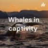 Whales in captivity  artwork