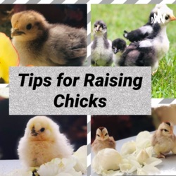 Tips for raising chicks