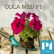 Odla med P1