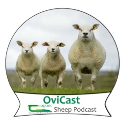 Farmer Focus: Michael Forde on managing a sheep & beef system on a fragmented farm