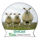 Focus on wool quality and shearing