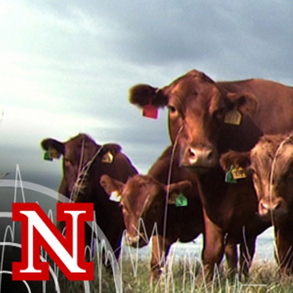 UNL BeefWatch Artwork