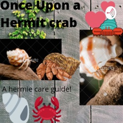 Once upon a hermit crab 