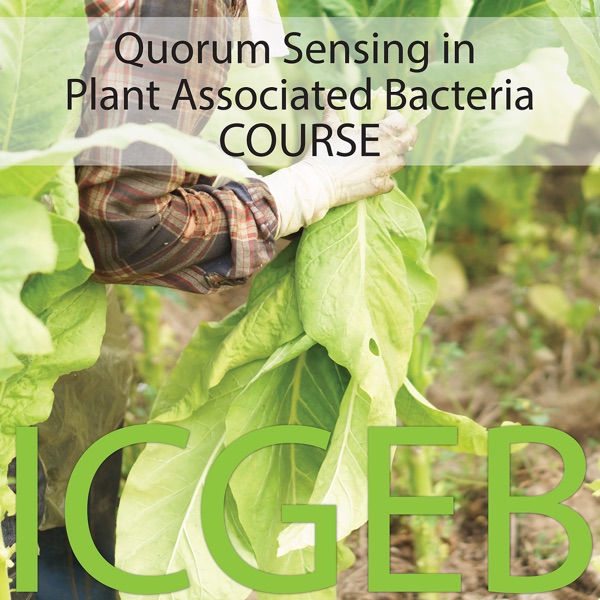 Quorum Sensing in Plant Associated Bacteria Artwork
