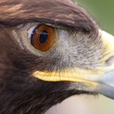 The Eagle Eye