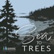 Sea to Trees