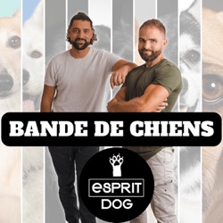 Collier ELECTRIQUE pour chien : Brutal ou éducatif ?