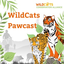 WildCats Pawcast