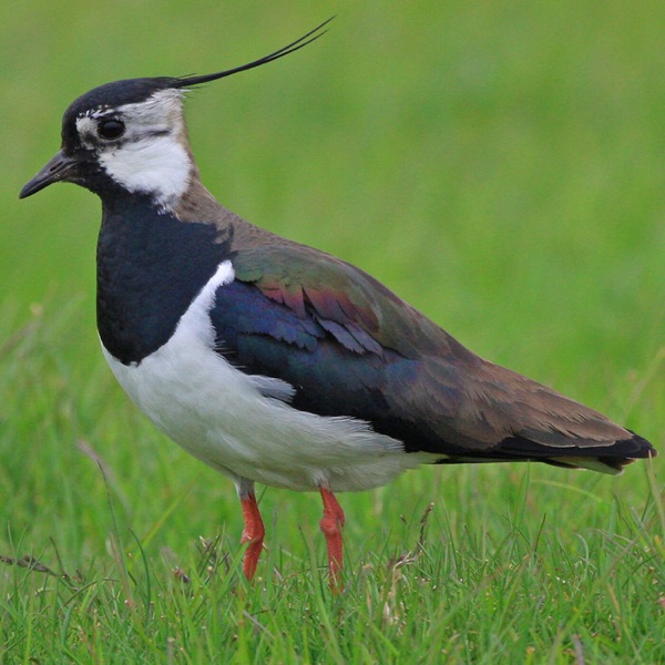 Nature News from RSPB Scotland