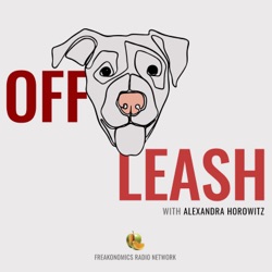 Introducing Off Leash