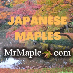 Top 50 Japanese Maples of 2023 | Customer Choice (#50-26) | MrMaple.com Podcast