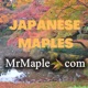 The Exciting World of Trident Maples | Cultivars of Acer buergerianum! MrMaple Show Podcast