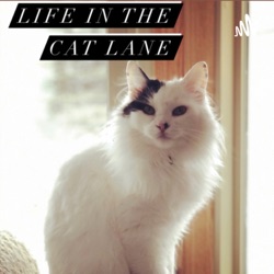 Life in the Cat Lane