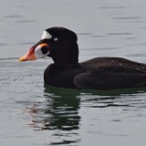 Surf Scoters Stand Out
