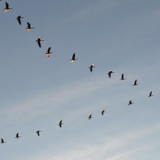Geese in V-formation
