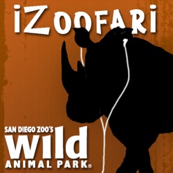 iZoofari Chat: Elephant Baby at the Wild Animal Park