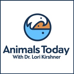 Animals Today July 4, 2020. Celebrating the American eagle. Risks of xylitol to dogs! Are you an ailurophile? Independence Day tips for easing stress in pets.