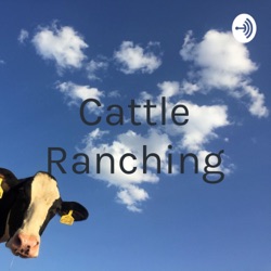 Cattle Ranching