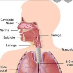 Sistema Respiratorio (Trailer)