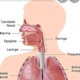 Sistema respiratório