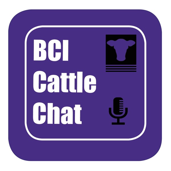 Bci Cattle Chat Podcast Podtail