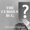 Curious Bug artwork