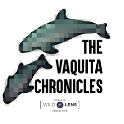 The Vaquita Chronicles