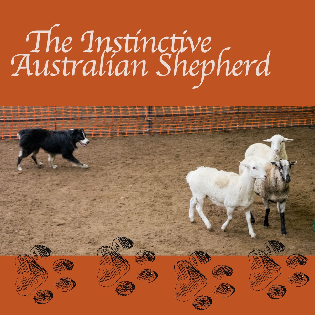 are australian shepherds good with goats