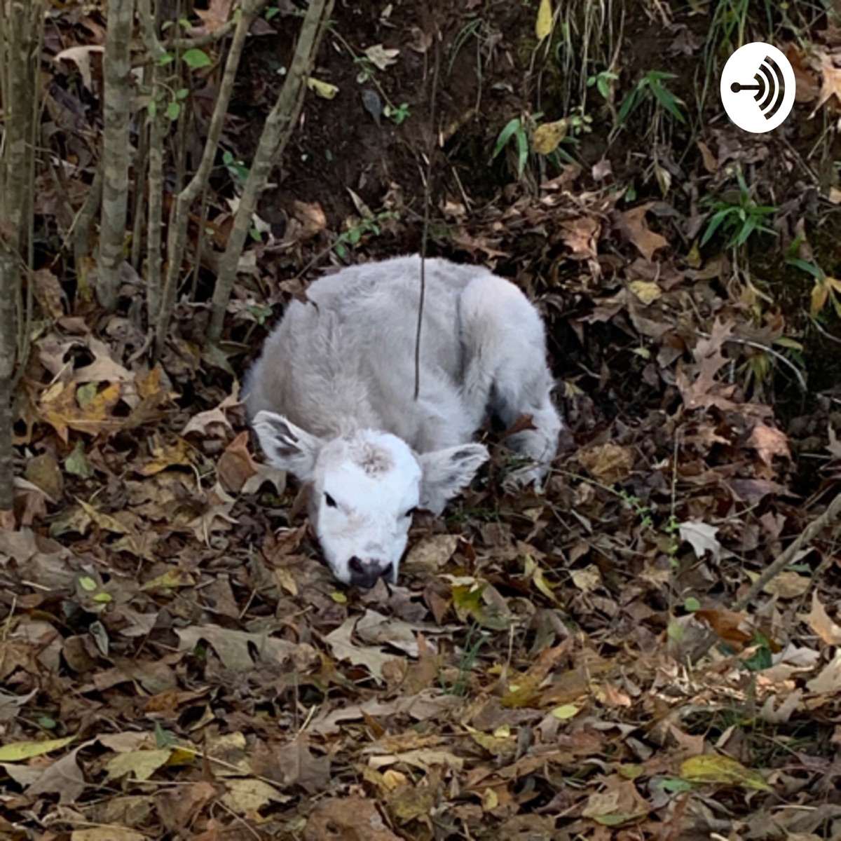 cattle-farming-good-and-bad-irish-podcasts