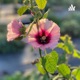 RHS Chelsea Flower show - description of our stand of cosmos bipinnatus