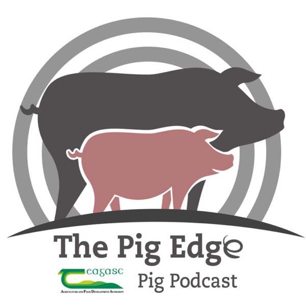 The Pig Edge