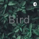 Bird (Trailer)